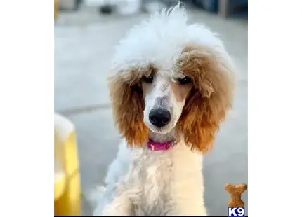 Red available Poodle puppy located in CONCORD